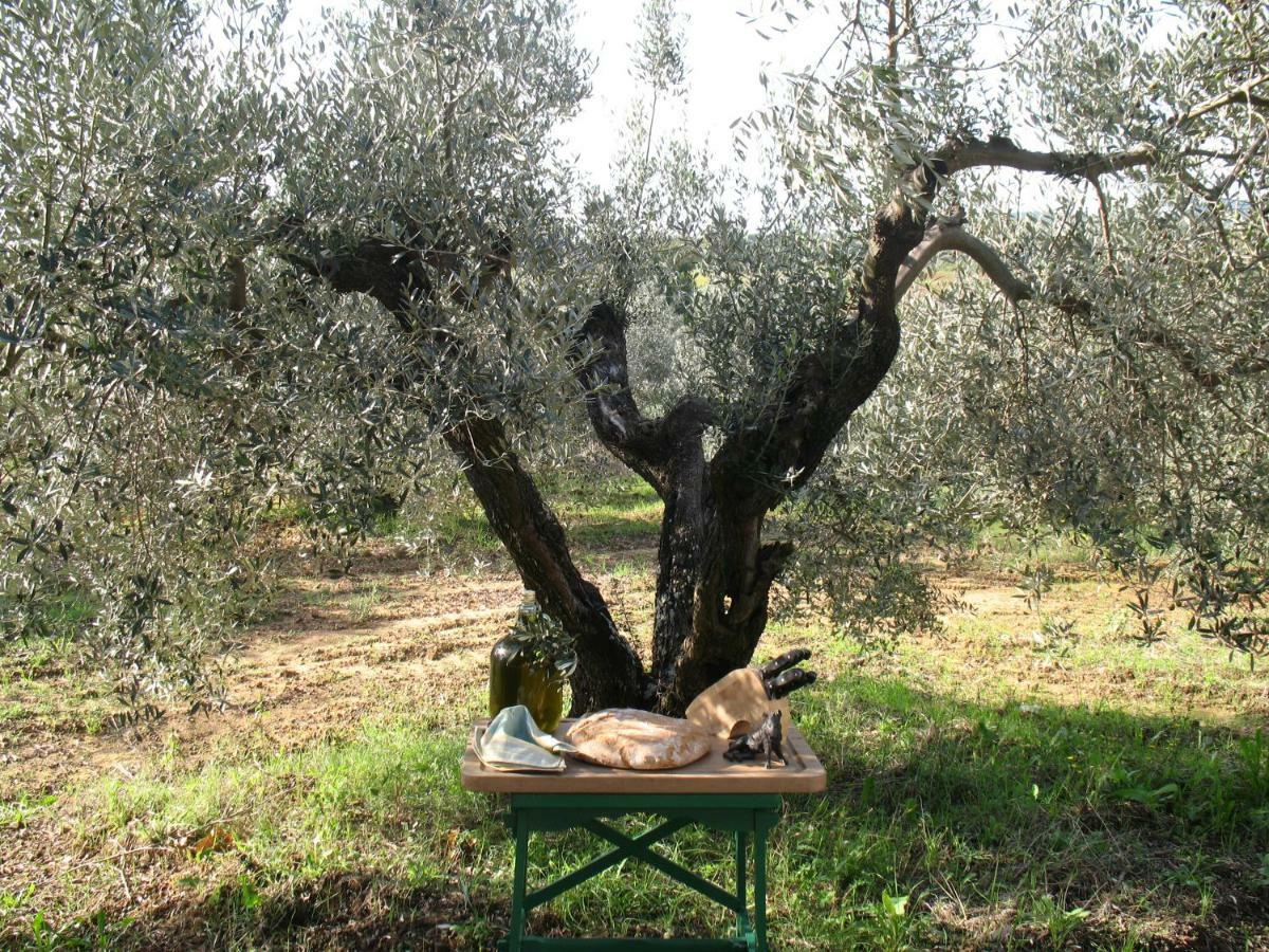 Agriturismo Le Cerbonche Rosignano Marittimo Bagian luar foto